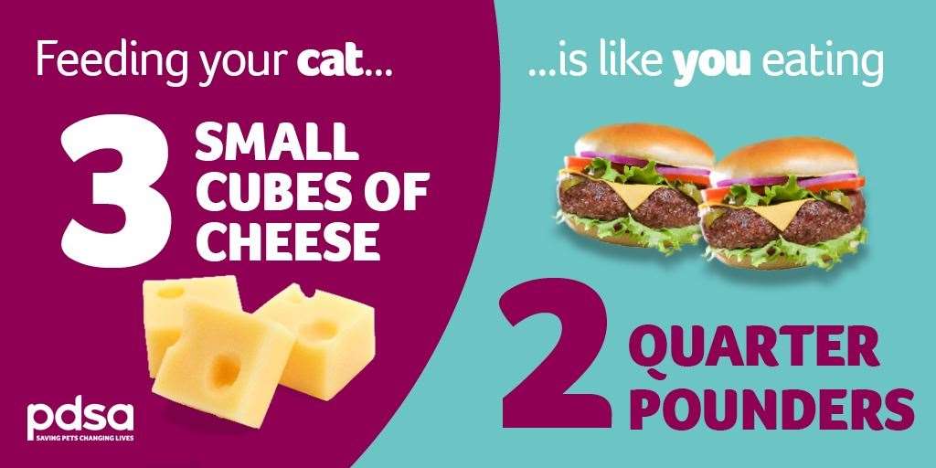 The PDSA has launched a campaign to remind owners about how best to feed their pets