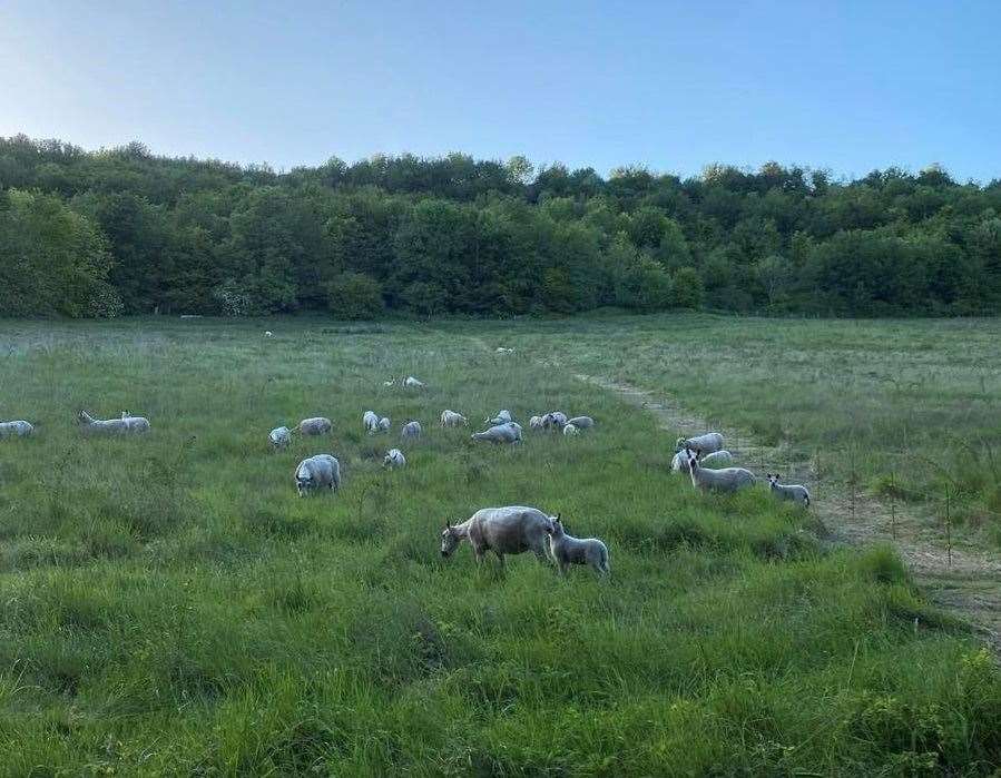 The field where the incident happened