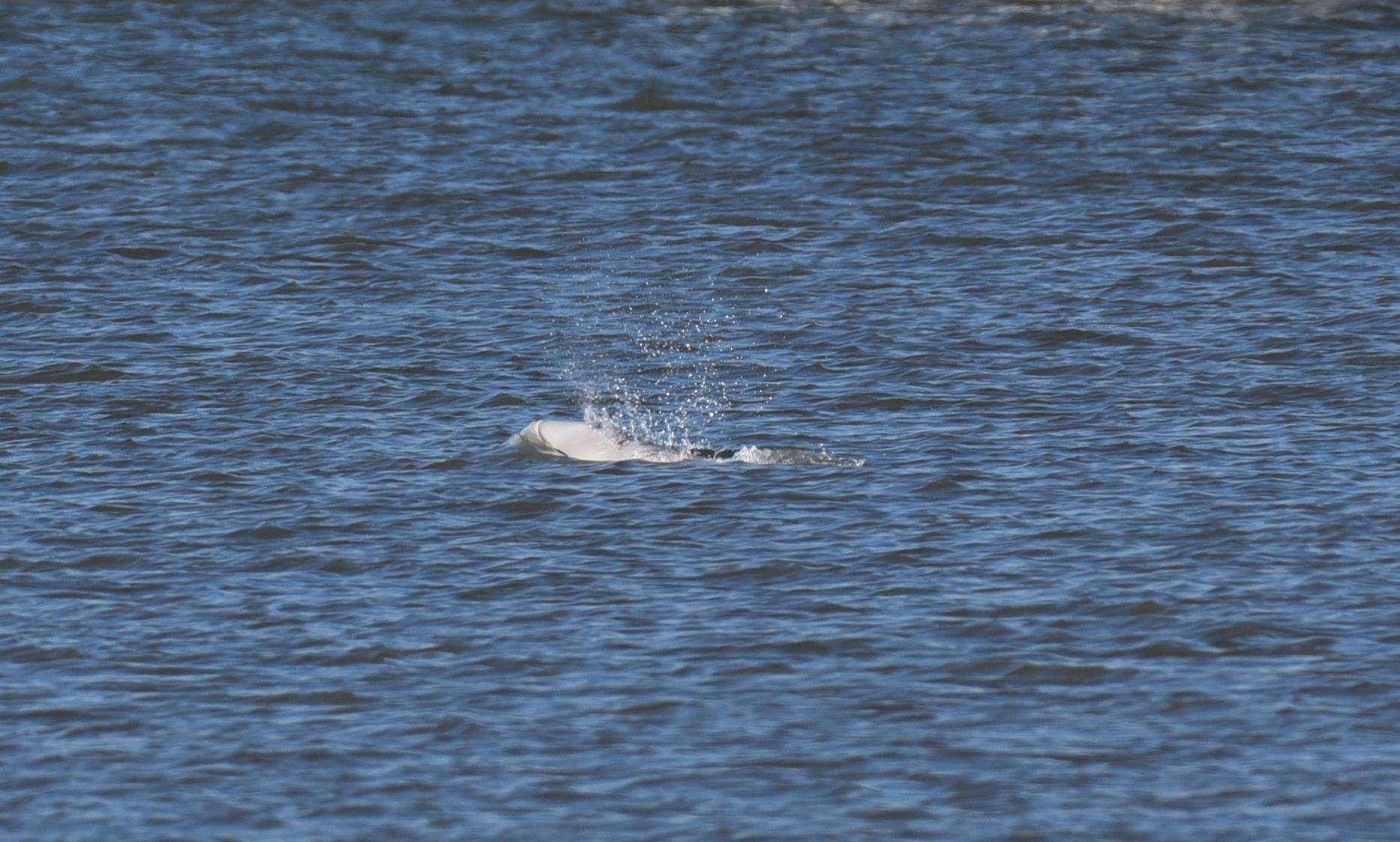 Benny surfaces near Shorne Marshes. Picture: Fraser Gray (6202850)