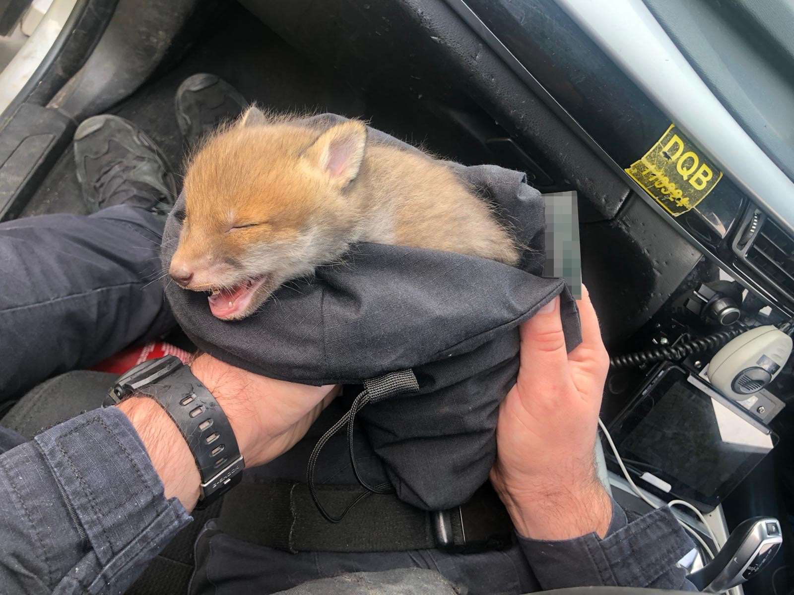 Bobby was handed over to The Fox Project, a charity devoted to rehabilitating and fostering foxes for release in the wild (Southwark Police/PA)