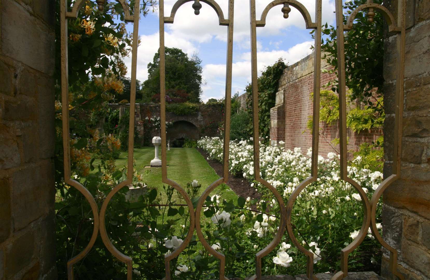 Iceberg wrapping the walls of the rose garden at Hever Castle