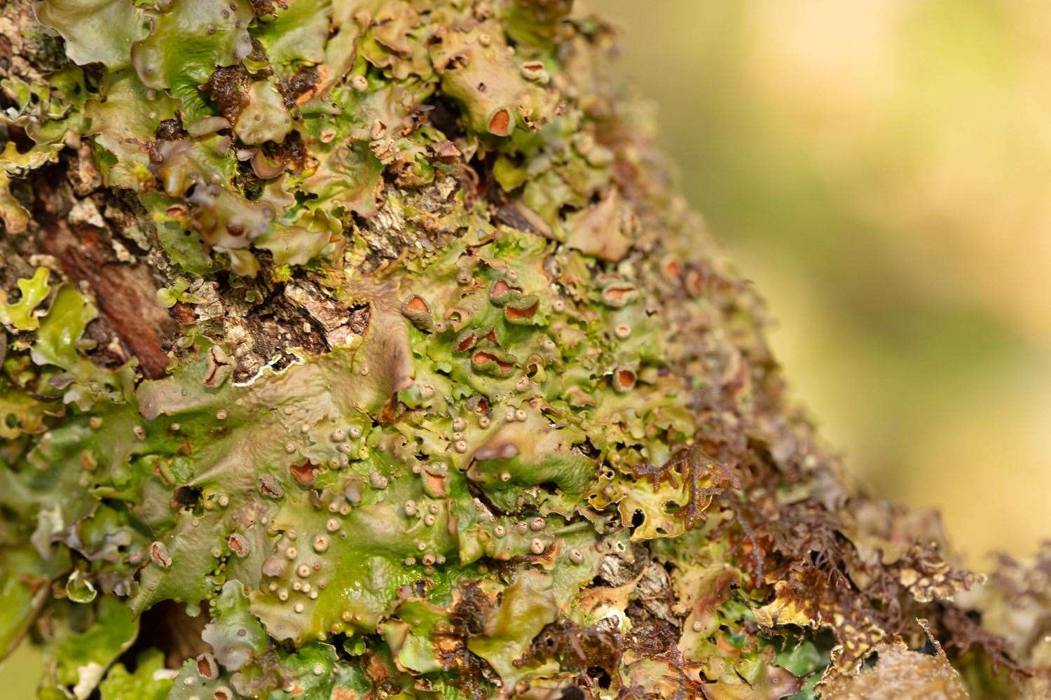 Among the species in rainforests is a lichen that looks like dragon skin (John Macpherson/PA)