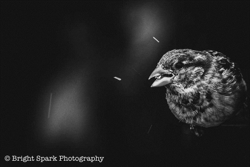 A bird captured on a holiday in Scotland. Picture: Amy Manning