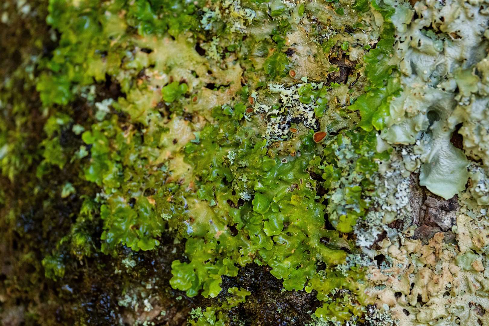 Lichens growing on a tree in a temperate rainforest on the Ardtornish estate on the Morvern Peninsula (HEIF/European Nature Trust/Gethin Chamberlain/PA)