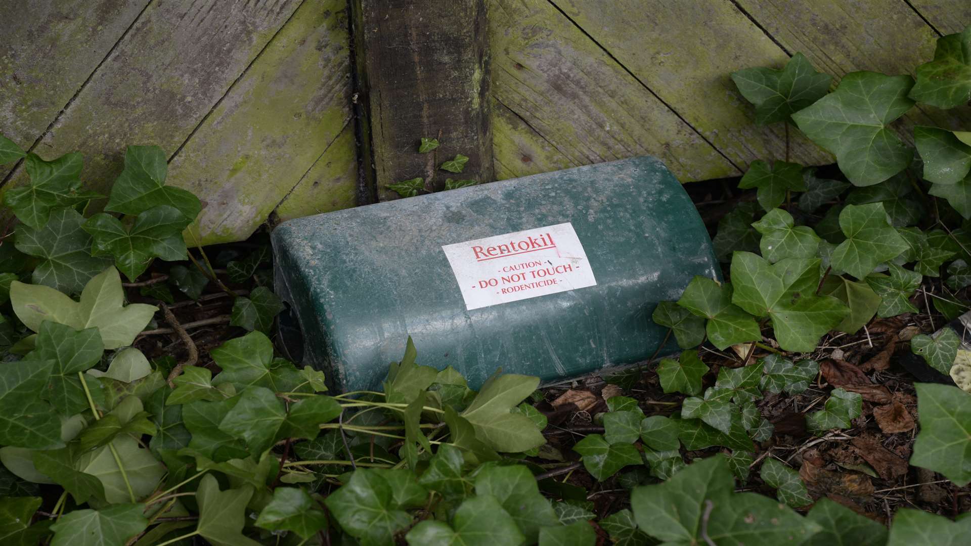 A rat trap alongside the footpath near Primrose Way