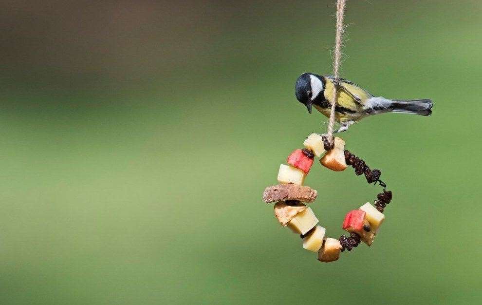 Join in with the RSPB Big Garden Birdwatch Picture: RSPB/David Tipling