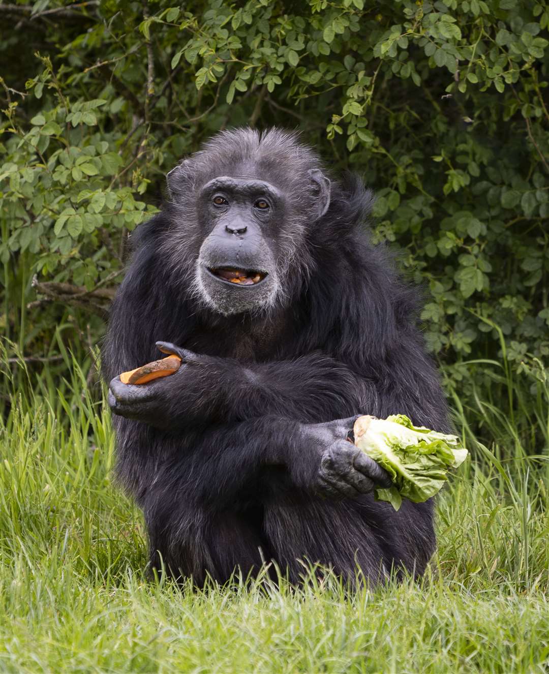 Koko has outlived the average chimp by more than a decade (Will Amlot/Whipsnade Zoo/PA)