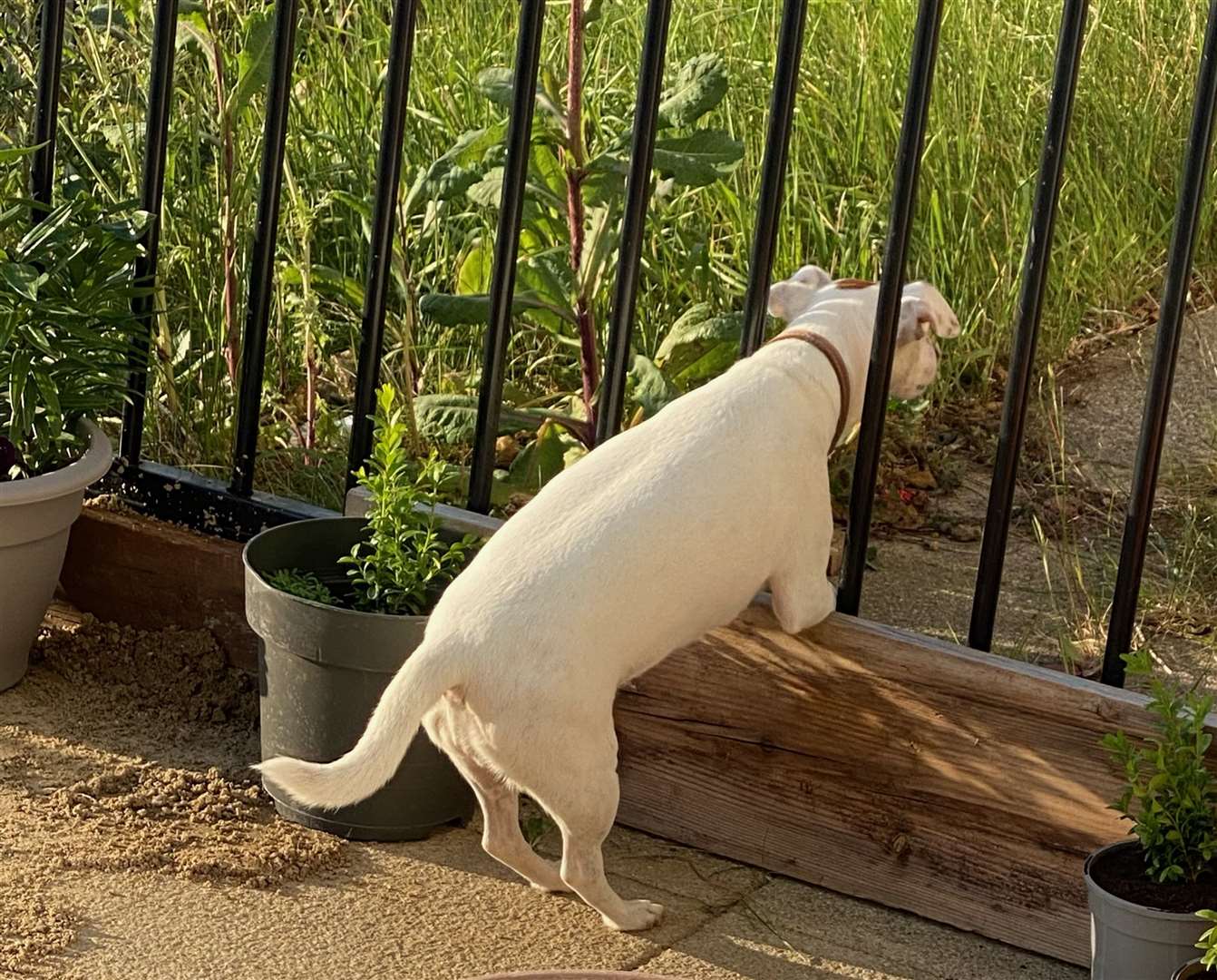 Pets have escaped through gaps in the fences. Photo: Jess Evans