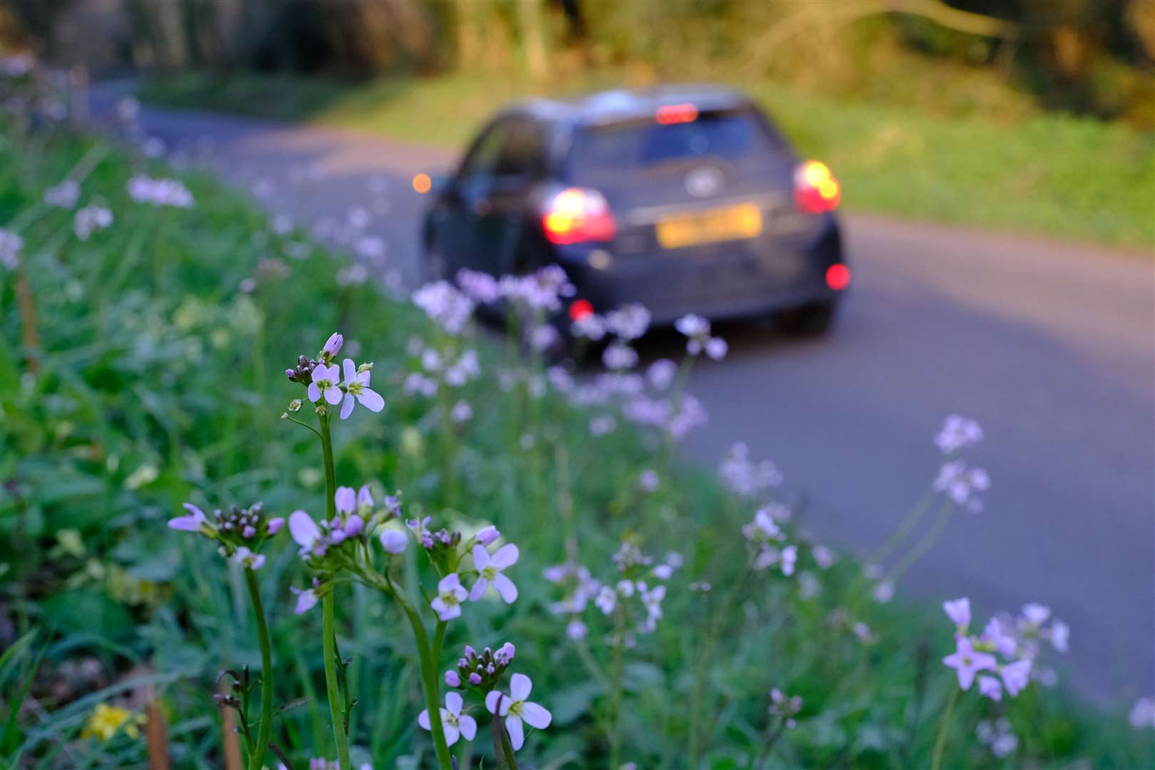 Wildflower-friendly verges can look good in spring too (Matt Pitts/Plantlife/PA)