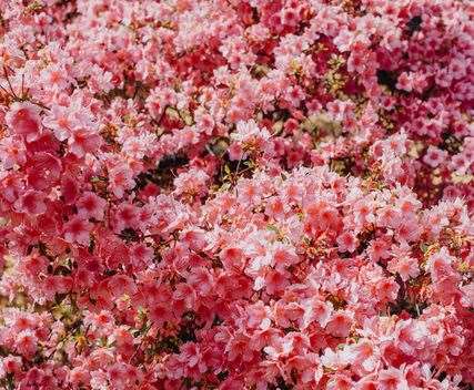 Whilst Reuthe's are a specialist Rhododendron Arboretum they also have a wide range of plants for sale.