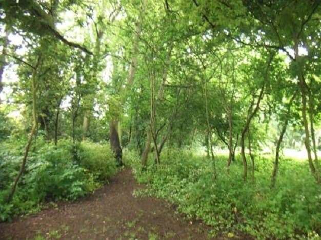 Before: The woodland before the felling took place