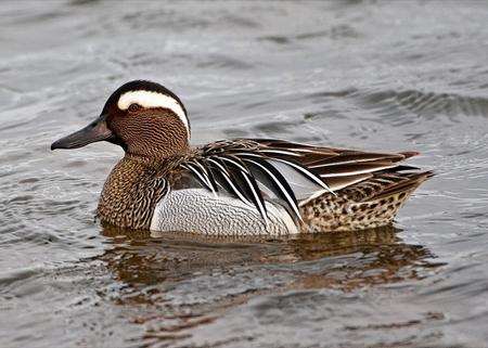 A garganey