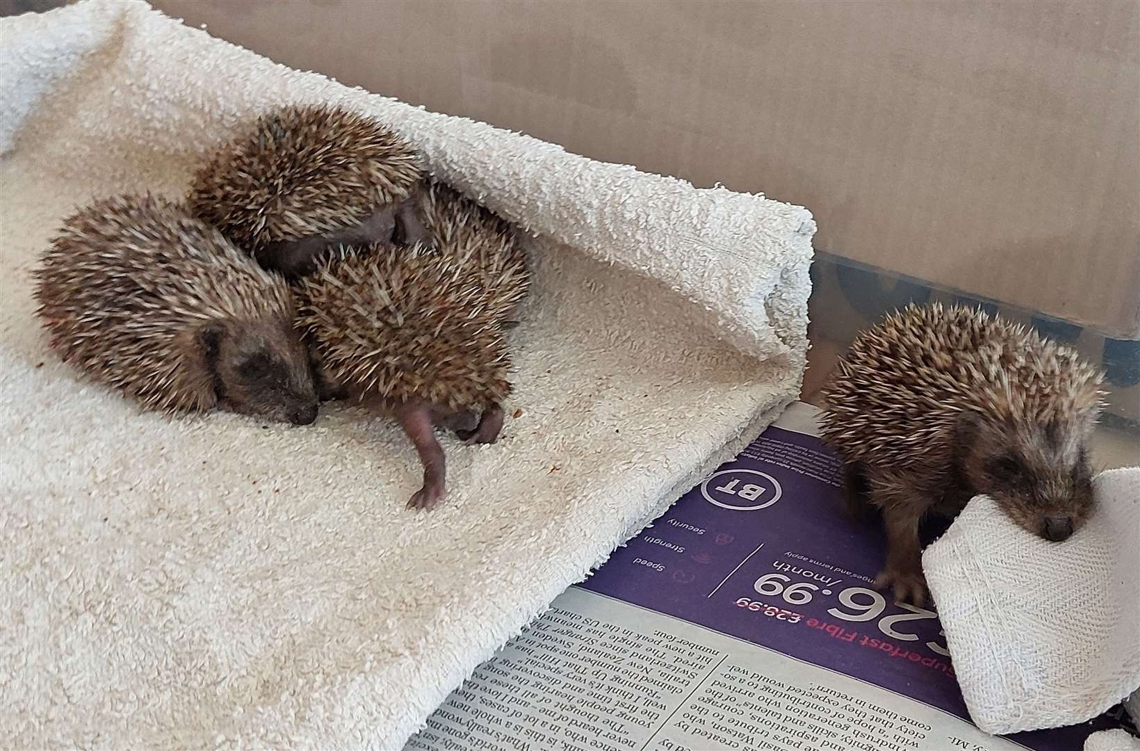 Some of the arrivals at Thorne Hedgehog Rescue in Pluckley