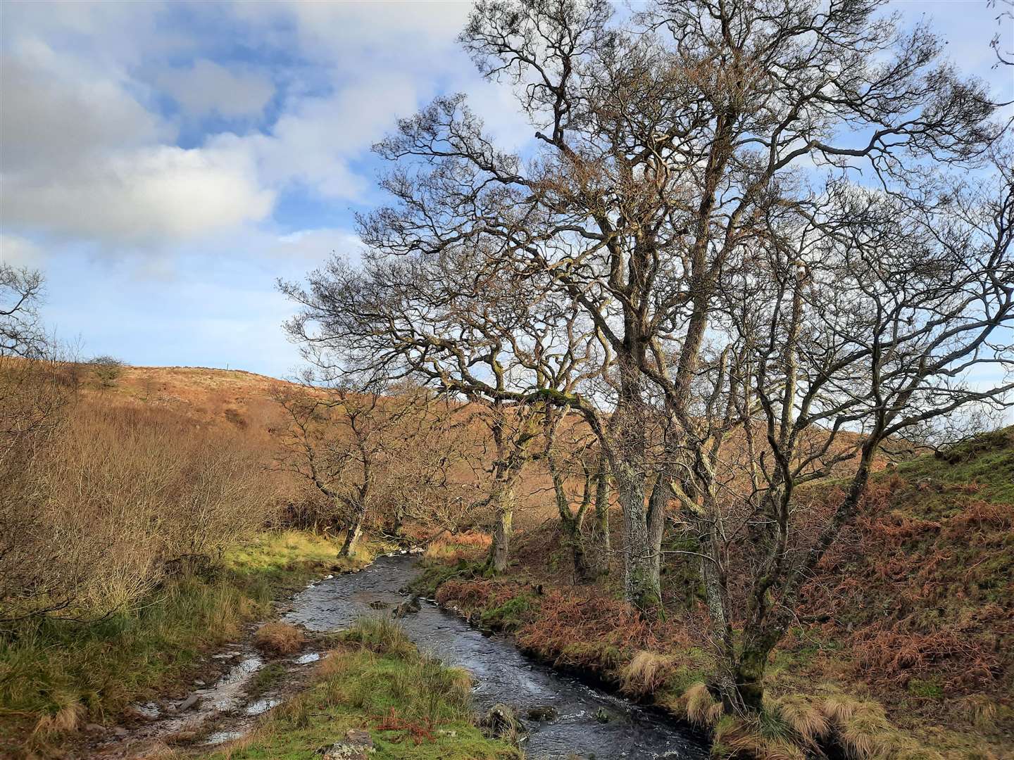 Spylaw Burn on the Rothbury estate (Duncan Hutt/Northumberland Wildlife Trust)