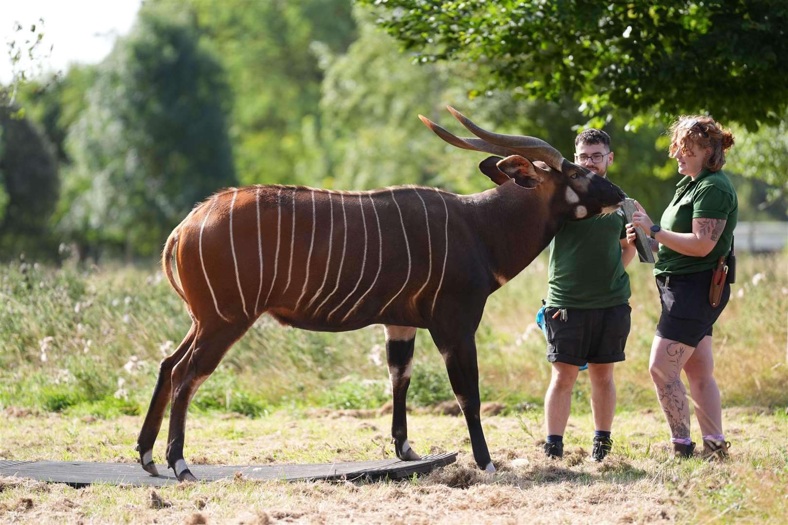 Pembe the Bongo was encouraged onto a giant weighboard by keepers with his favourite vegetables (Joe Giddens/PA)