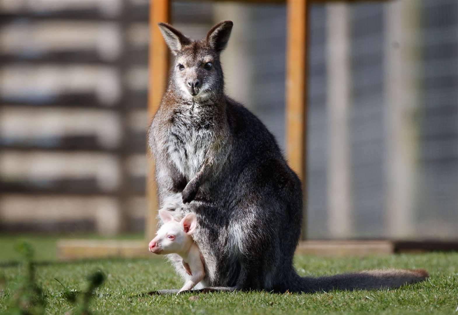 Its mother is the usual colouring for wallabies (Danny Lawson/PA)