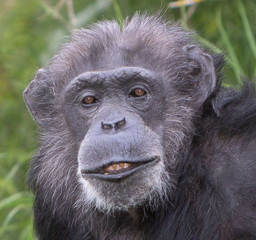 Whipsnade Zoo’s oldest mammal marked her half-century on Sunday (Will Amlot/Whipsnade Zoo/PA)