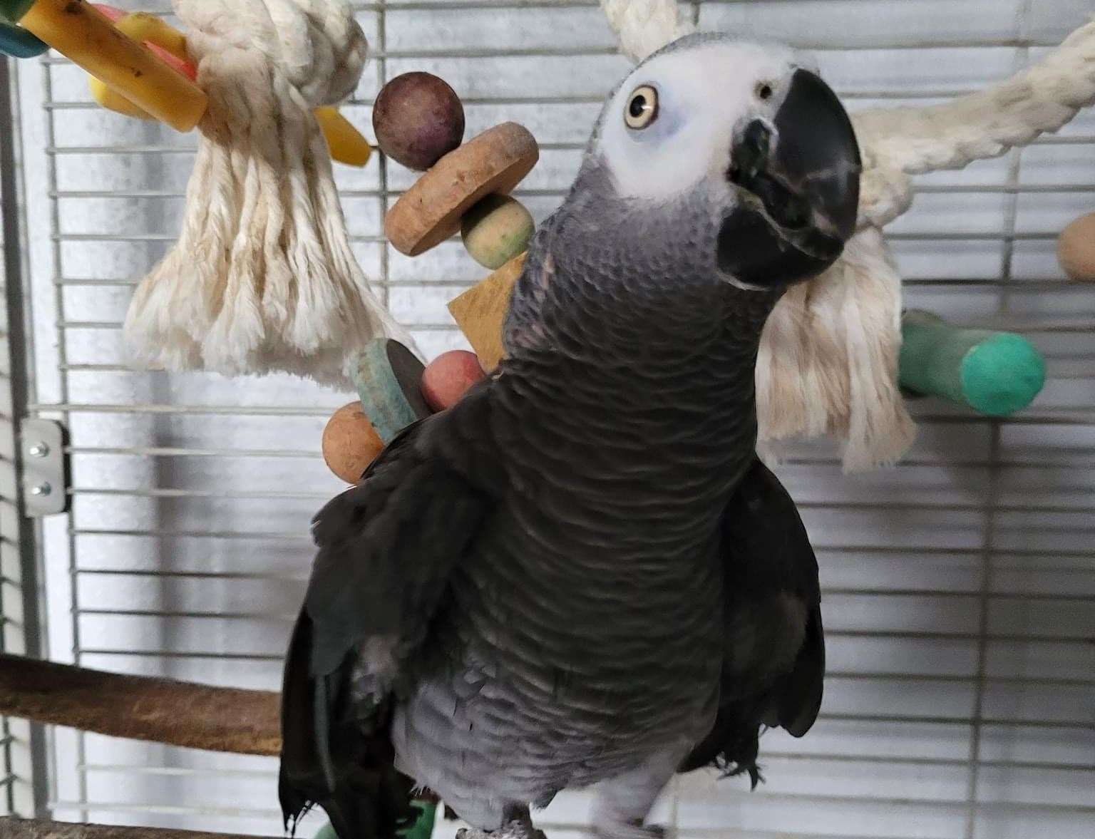 Trish Stygle, from Canterbury, says her rescue African grey parrot Sam is around 65-years-old