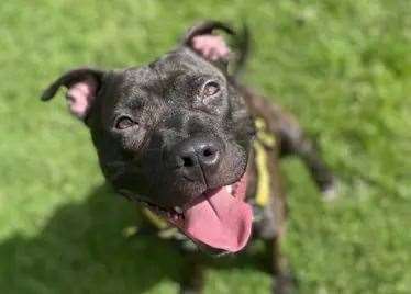 Mr Bell was bitten by a Staffordshire bull terrier-type dog. Stock picture: Dogs Trust