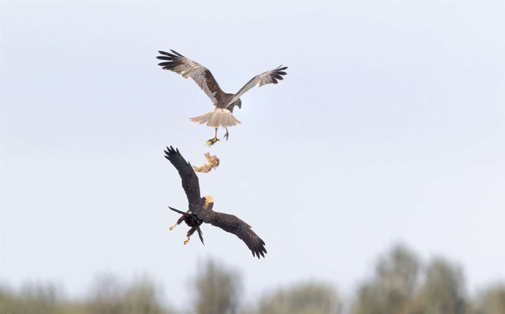 A marsh harrier male parent passing food to a juvenile (Richard J Nicoll/National Trust/PA)