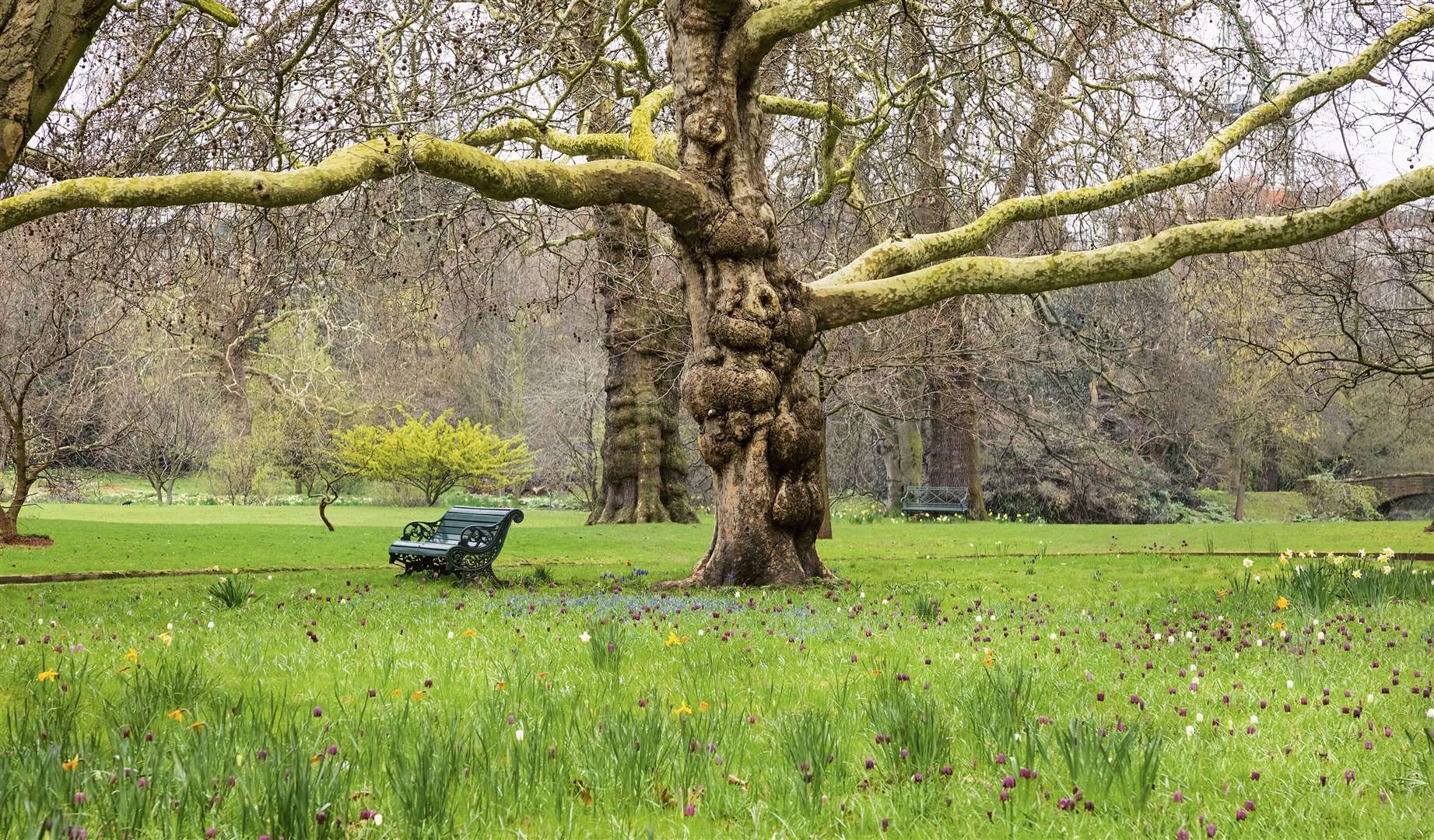 Buckingham Palace Gardens