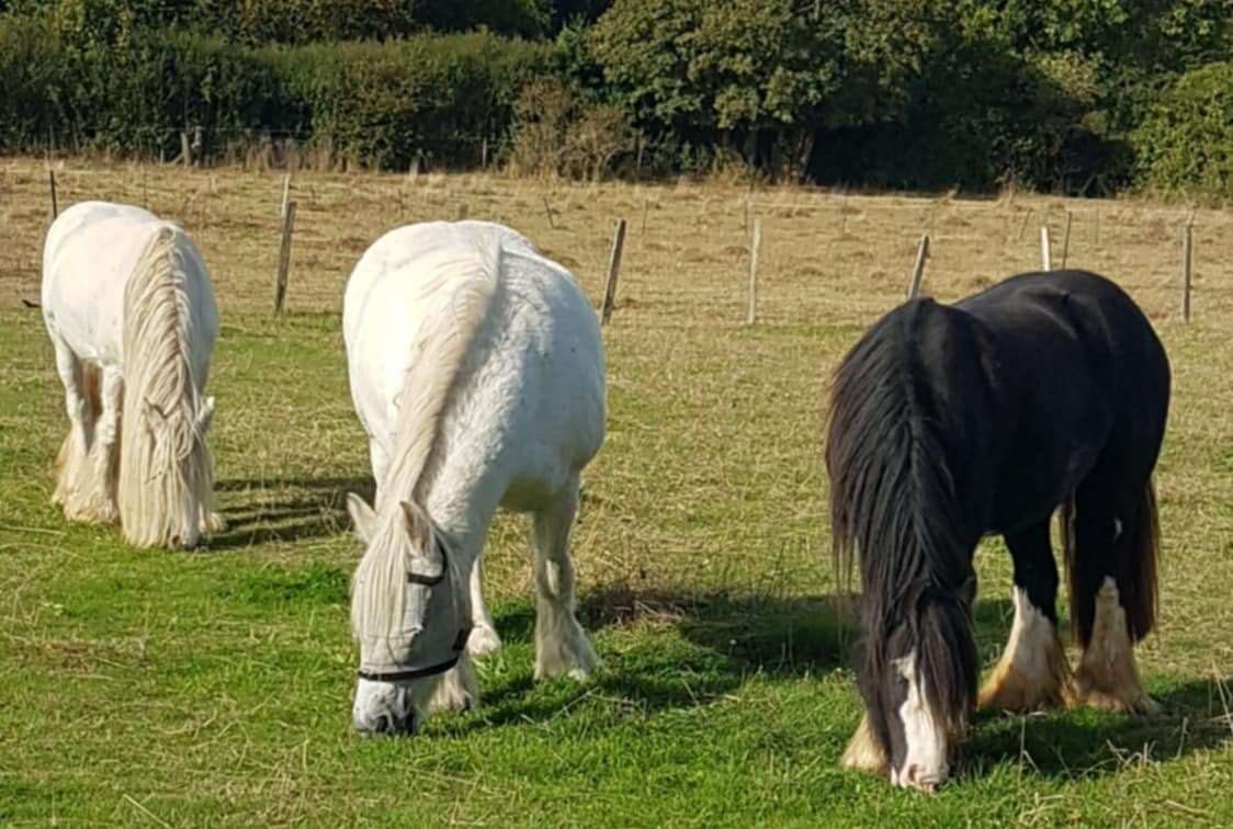 It is thought they were taken on Thursday, November 21. Picture: Wendy McLaughlin