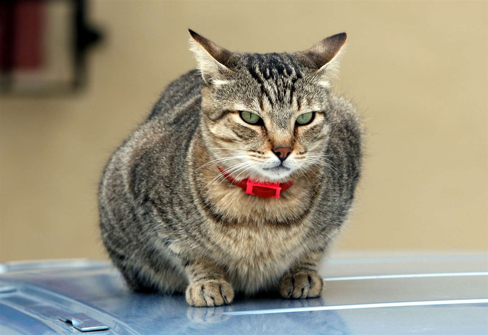 The study found premium commercial food where proteins came from meat reduced the number of prey animals cats brought home (Steve Parsons/PA)