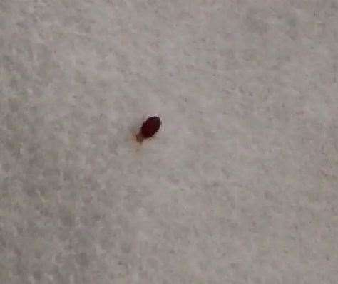Bed bugs have been pictured crawling over the covers at the Black Horse Inn in Canterbury. Picture: Kelly Groombridge