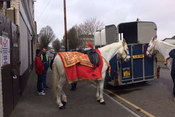 Even the horses were dressing up for the occasion