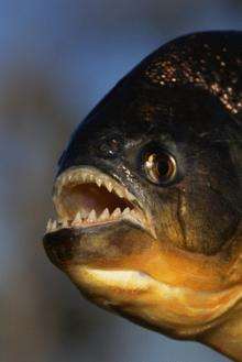 A piranha.