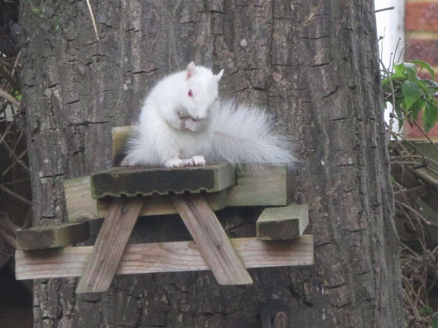 Jane and Andy have nicknamed the squirrel Albert