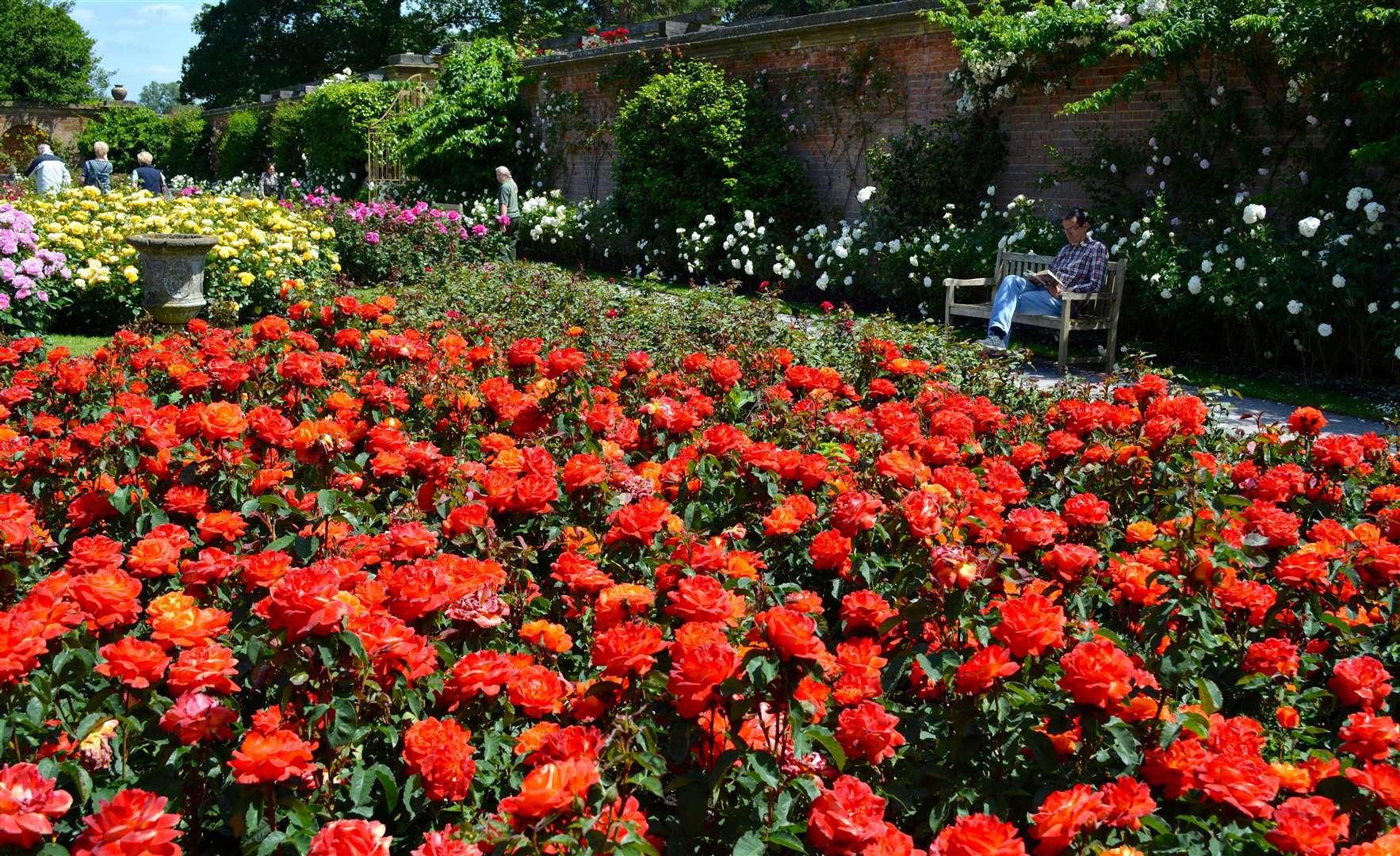 The rose garden at Hever Castle was once home to Anne Boleyn. Picture: Hever Caste and Gardens