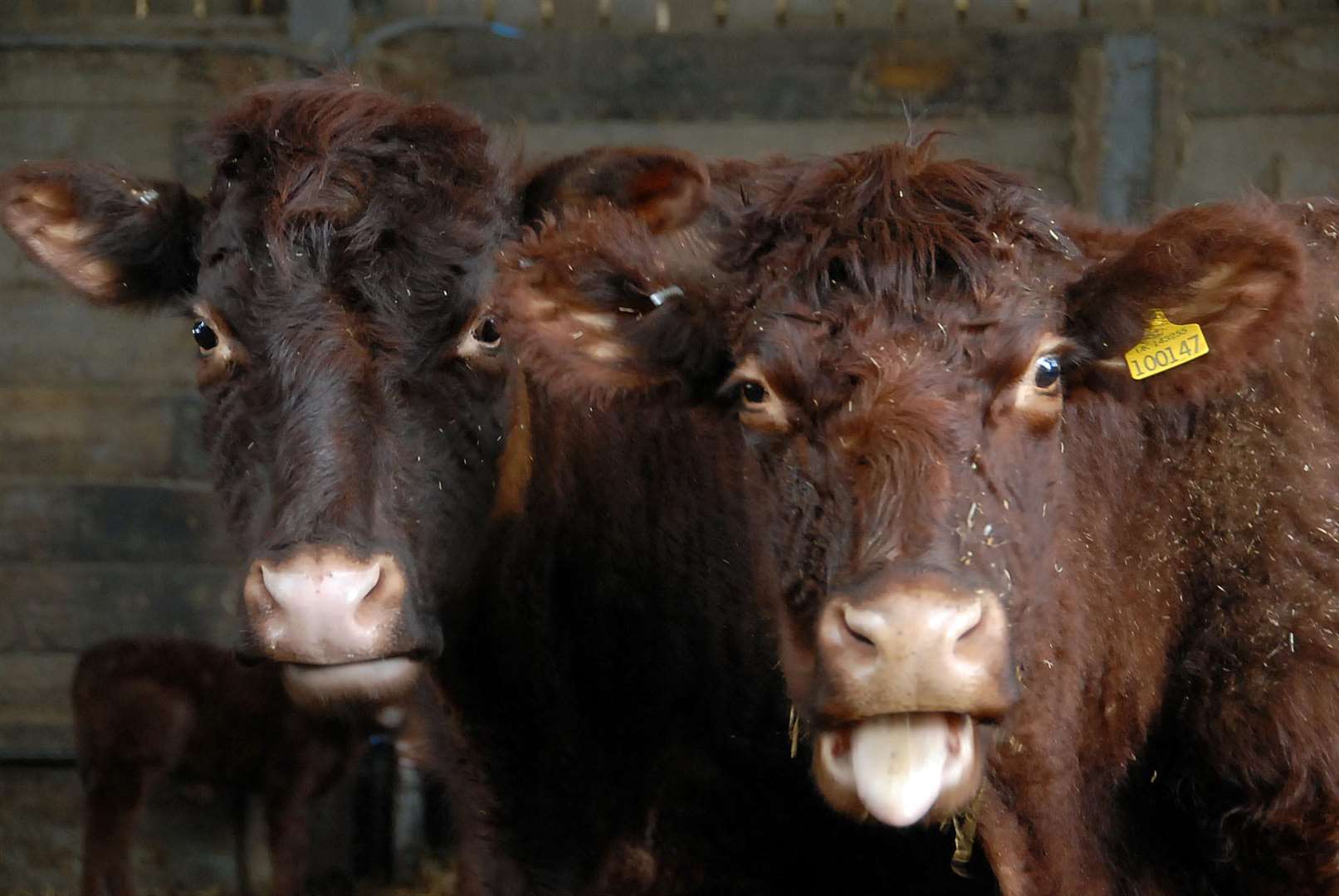 The cows were seen on the M25