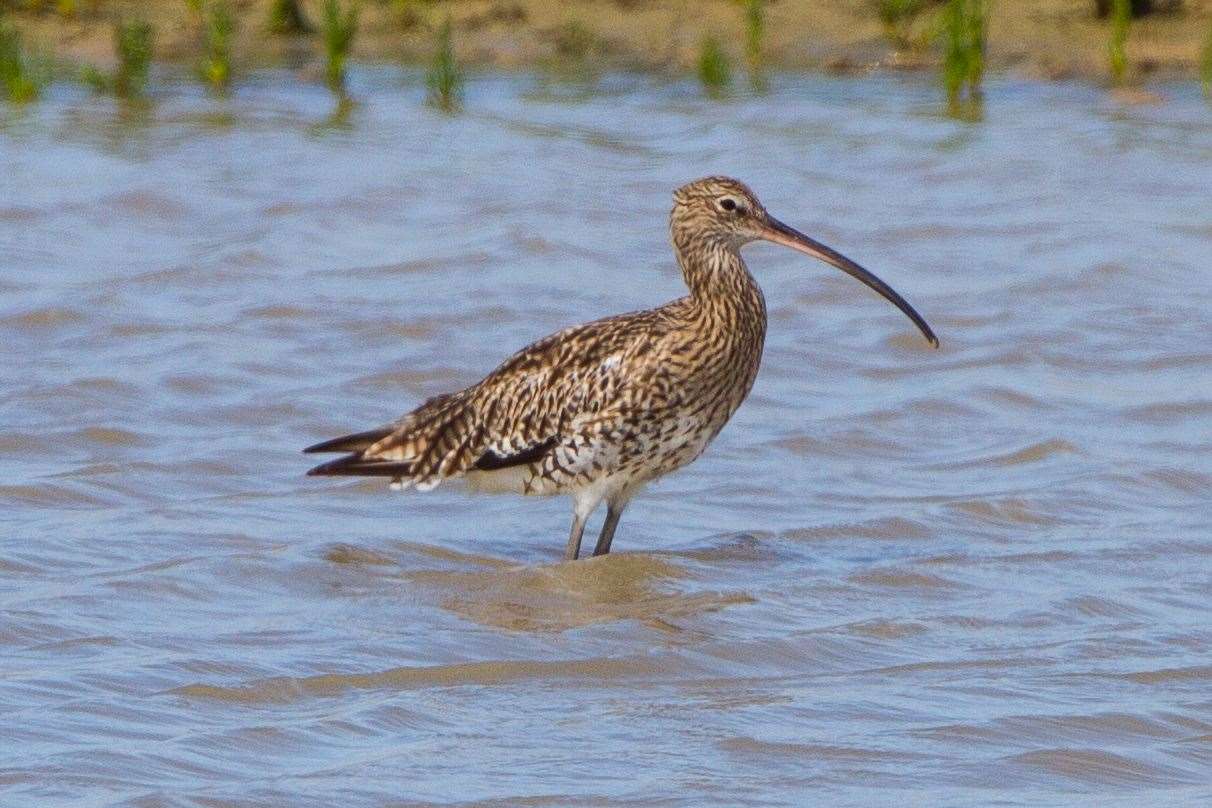 The RSPB fears the development will harm the local curlew population. Picture: Ron Knight