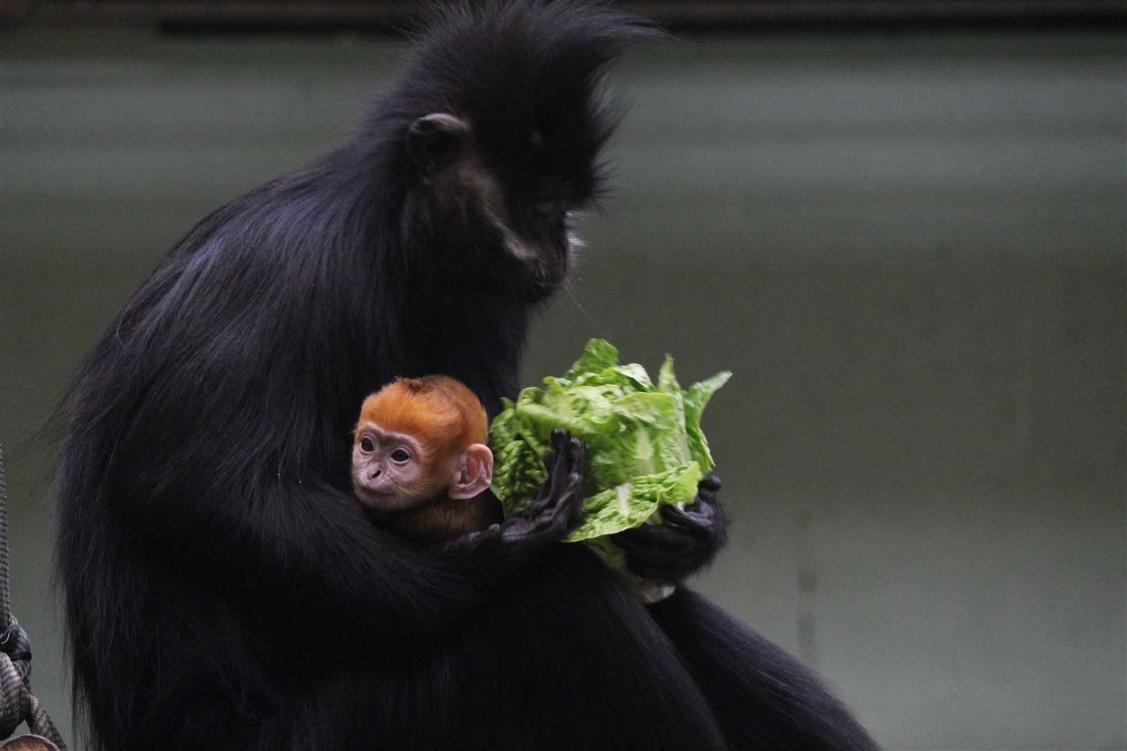 Jinfo, a bright orange Francois’ langur was born at Whipsnade Zoo. Jinfo, who was named after the Chinese mountain where wild Francois’ langurs live, was described as a ‘ray of sunshine’ by keepers and as a ‘sign of hope’ for the endangered species (Whipsnade Zoo/PA)