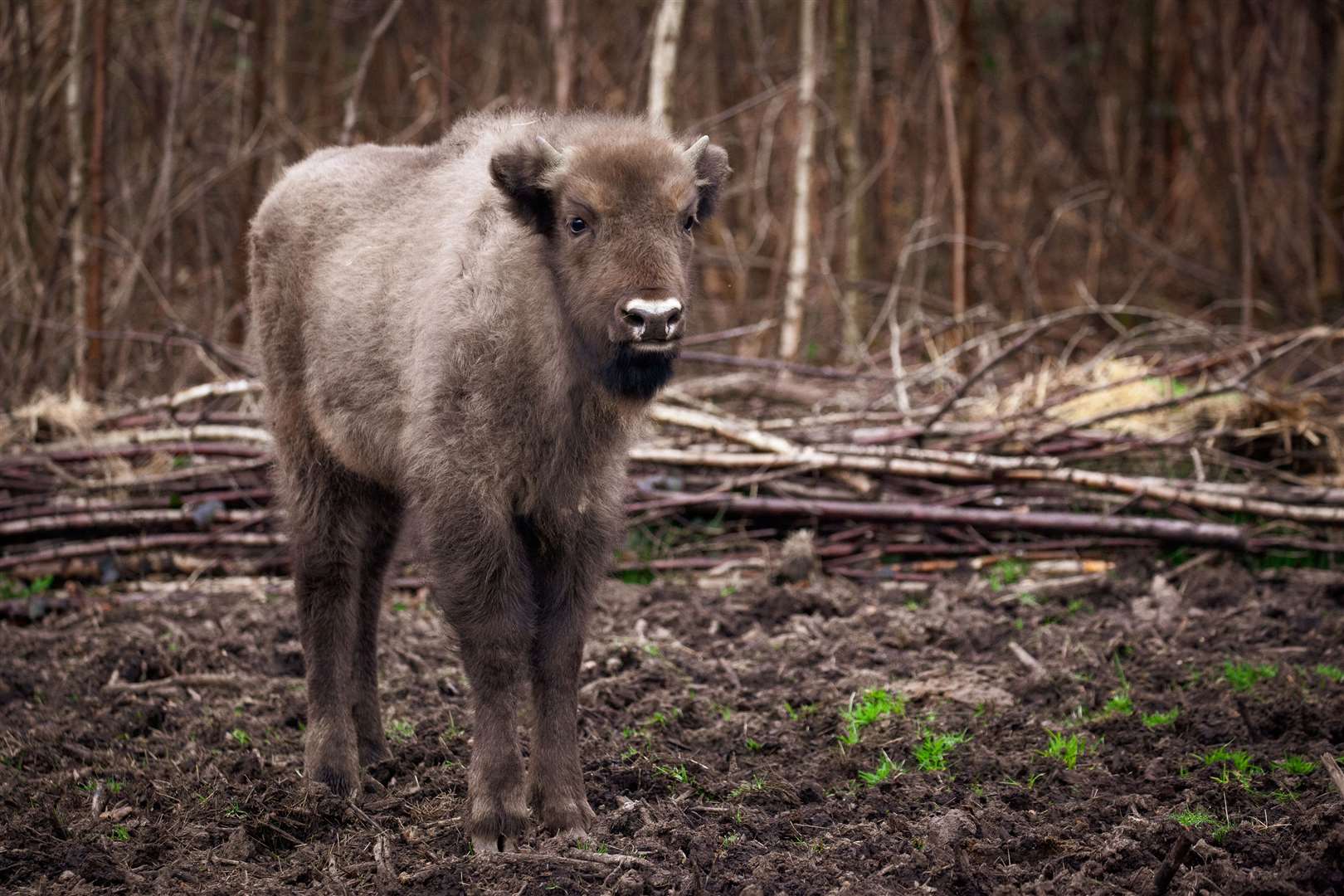 The bison herd lives in West Blean and Thornden Woods between Canterbury and Herne Bay. Picture: Donovan Wright