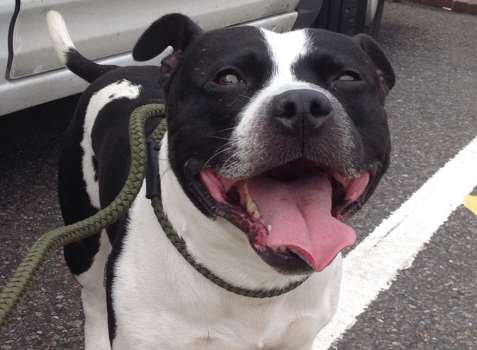 Jackson was delighted to be reunited with his owner