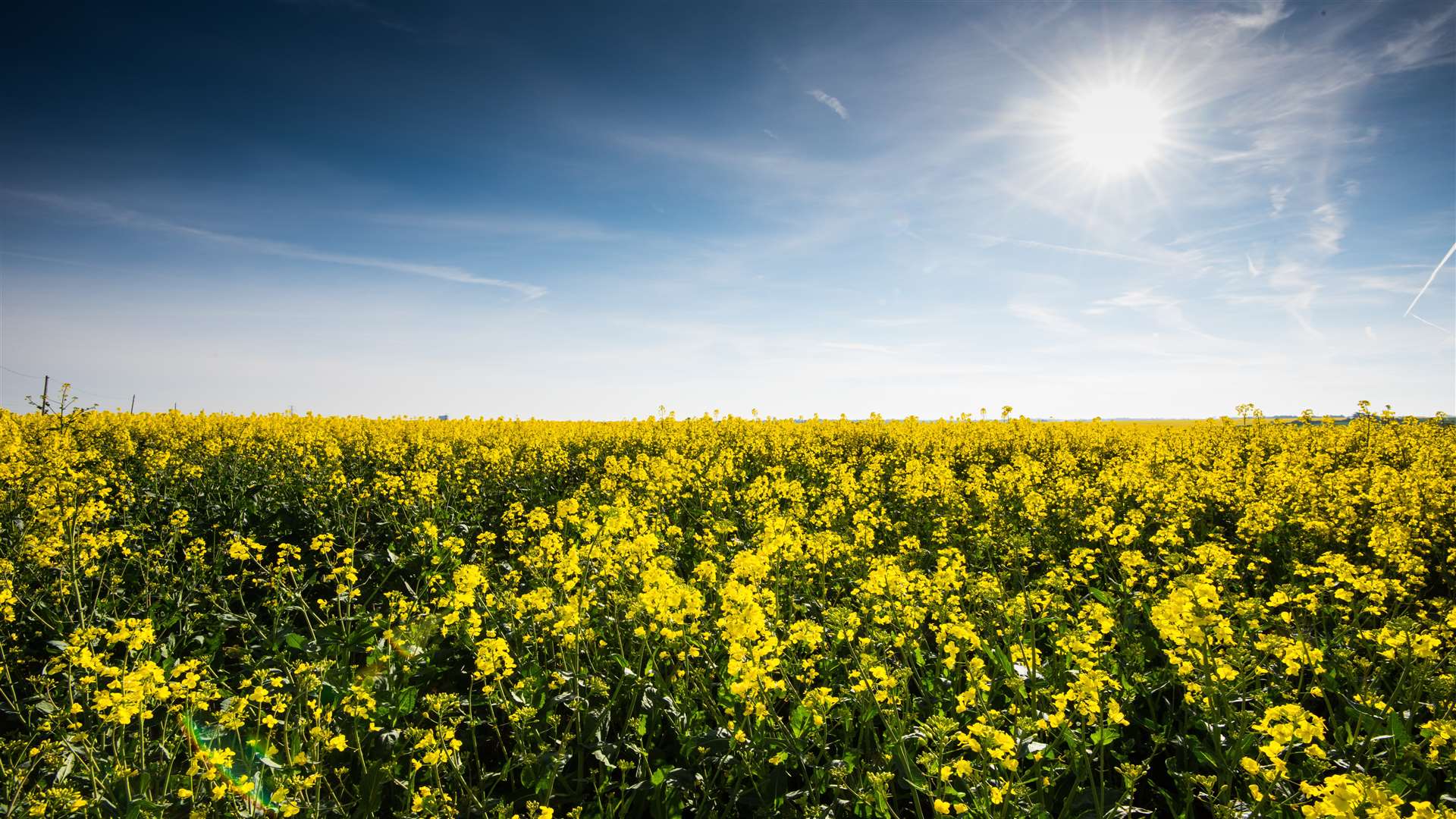 Kentish Oils grow their rapeseed on farm in Birchington