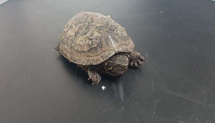 Turtle found in plastic bag at Horsham dump taken in by Hadlow reptile ...