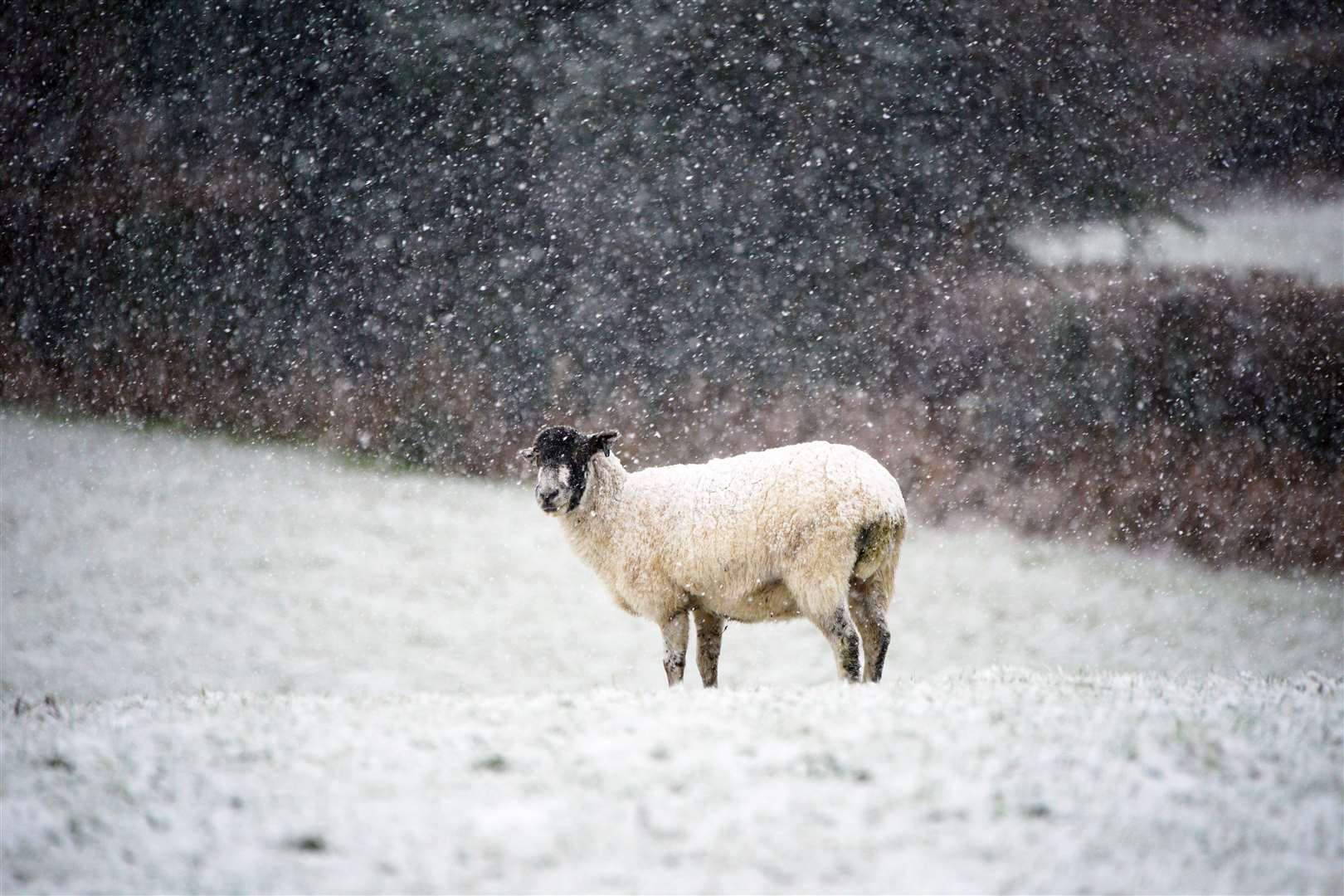 A sheep in a snowy field near Princetown in Dartmoor on Wednesday afternoon (Ben Birchall/PA)