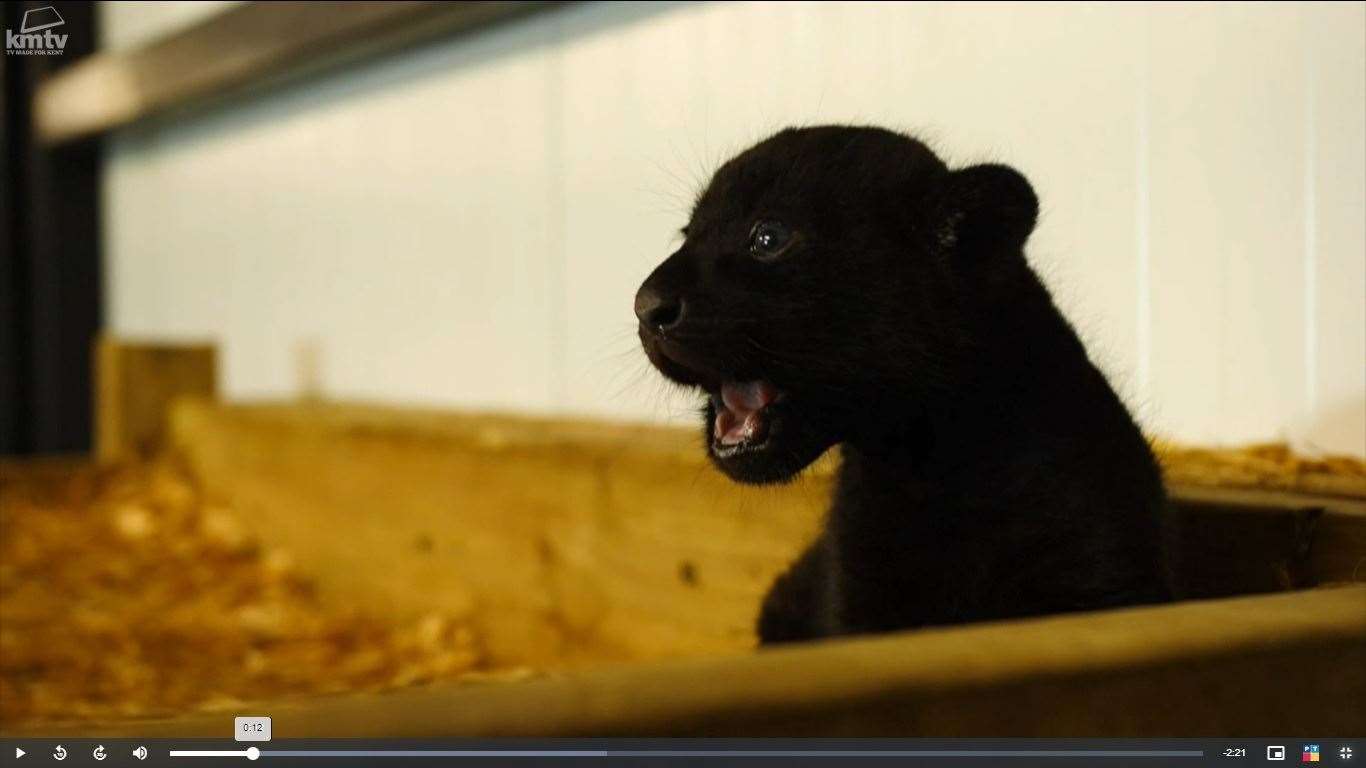 The jaguar cub has already created a storm with her arrival