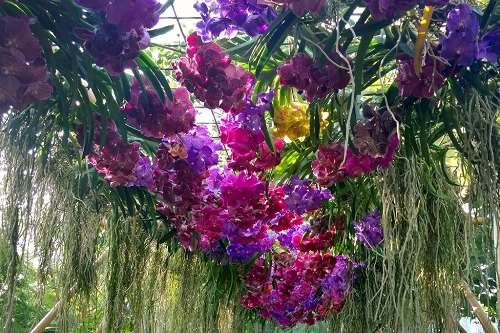 Vanda orchids at Meise Botanic Garden