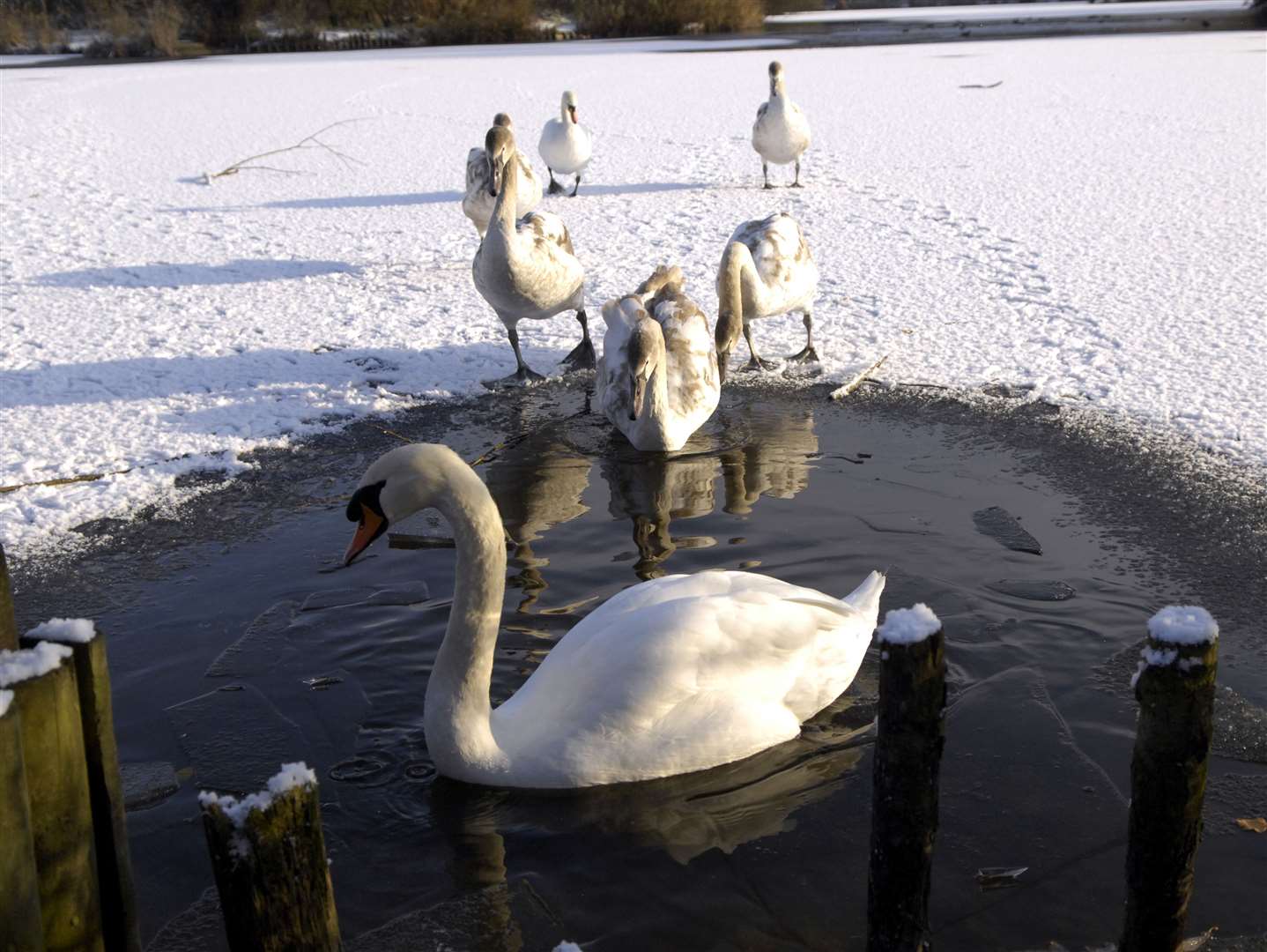 Swans find a gap in the ice as Singleton Lakes in Ashford freeze over in 2010