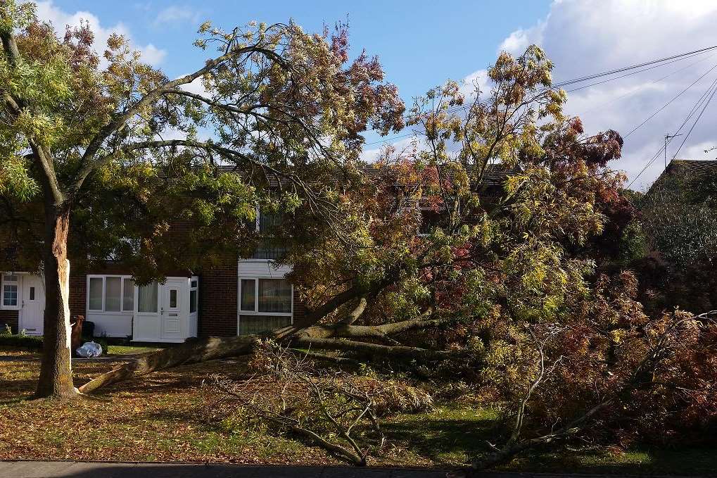 The 30-year-old tree will now have to be felled.