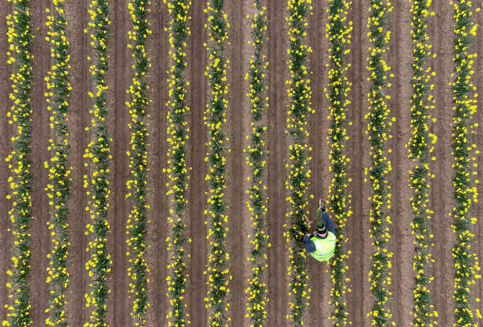 The firm will not export daffodil flowers this year due to Brexit (Joe Giddens/PA)