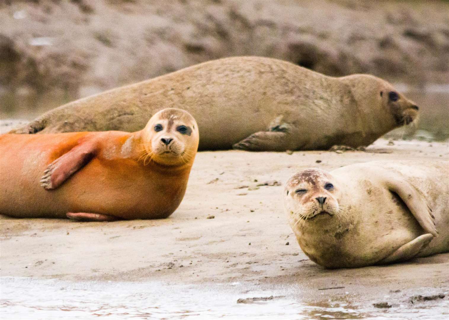 Seals off Pegwell Bay
