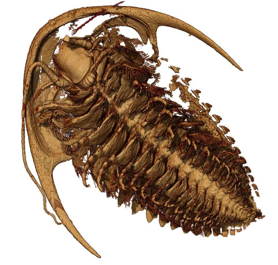 A reconstruction of the trilobite Protolenus (Hupeolenus) (Arnaud Mazurier/University of Poitiers/PA)