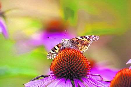 Painted Lady butterfly