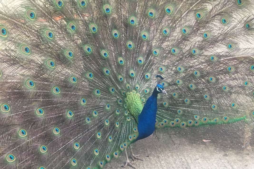 Percy with his fan on display. Picture: Phillip Vallance