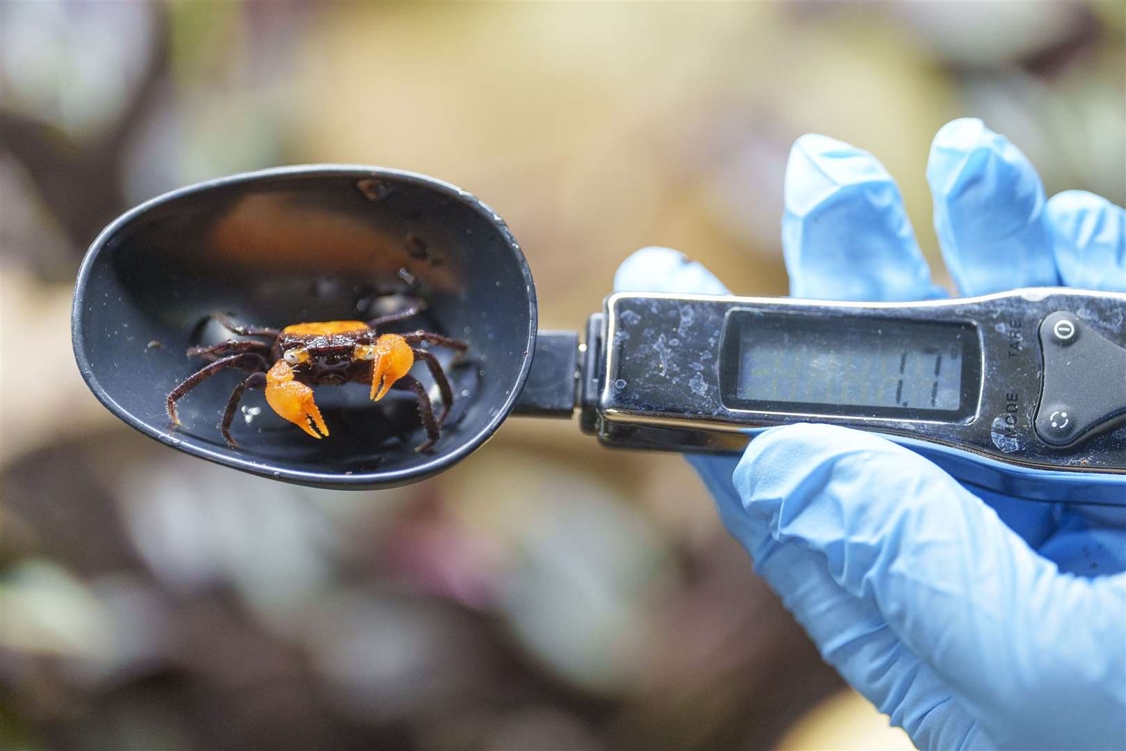 While some, such as this Vampire Crab, require specialist measuring kit (Whipsnade Zoo/Dominic Lipinski/PA)